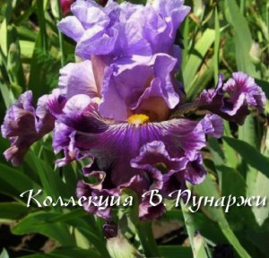 вечерний звон4571